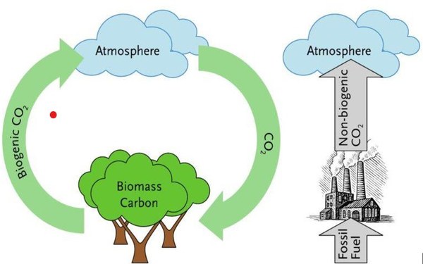 Cicle del carboni biogènic vs. emissions de combustibles fòssils